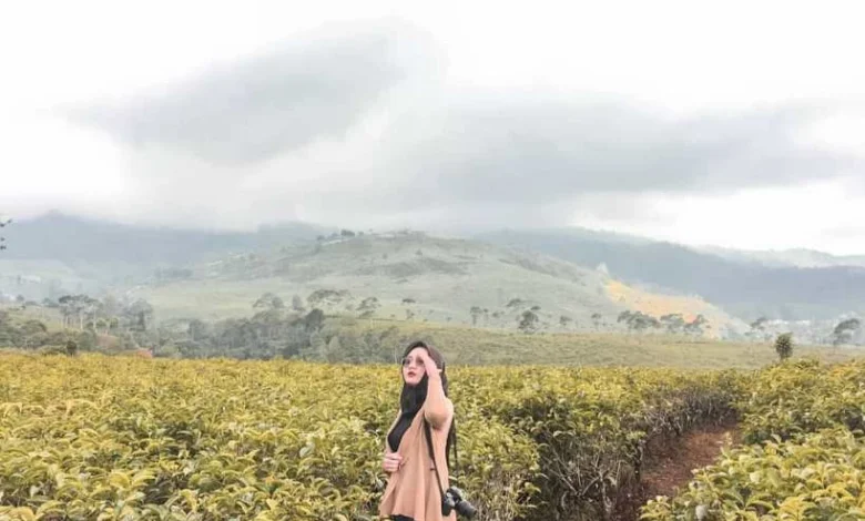 Segarnya Kebun Teh Tawangmangu: Destinasi Agrowisata yang Bikin Pikiran Fresh!