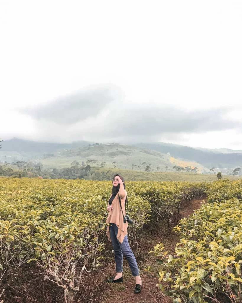 Segarnya Kebun Teh Tawangmangu: Destinasi Agrowisata yang Bikin Pikiran Fresh!